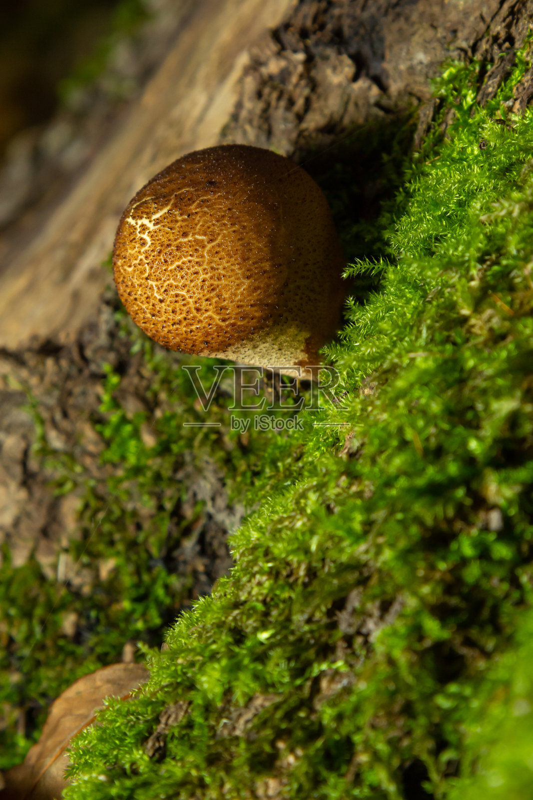 森林的真菌。常见的蓬松球蘑菇-番茄-生长在绿色苔藓在秋季森林照片摄影图片