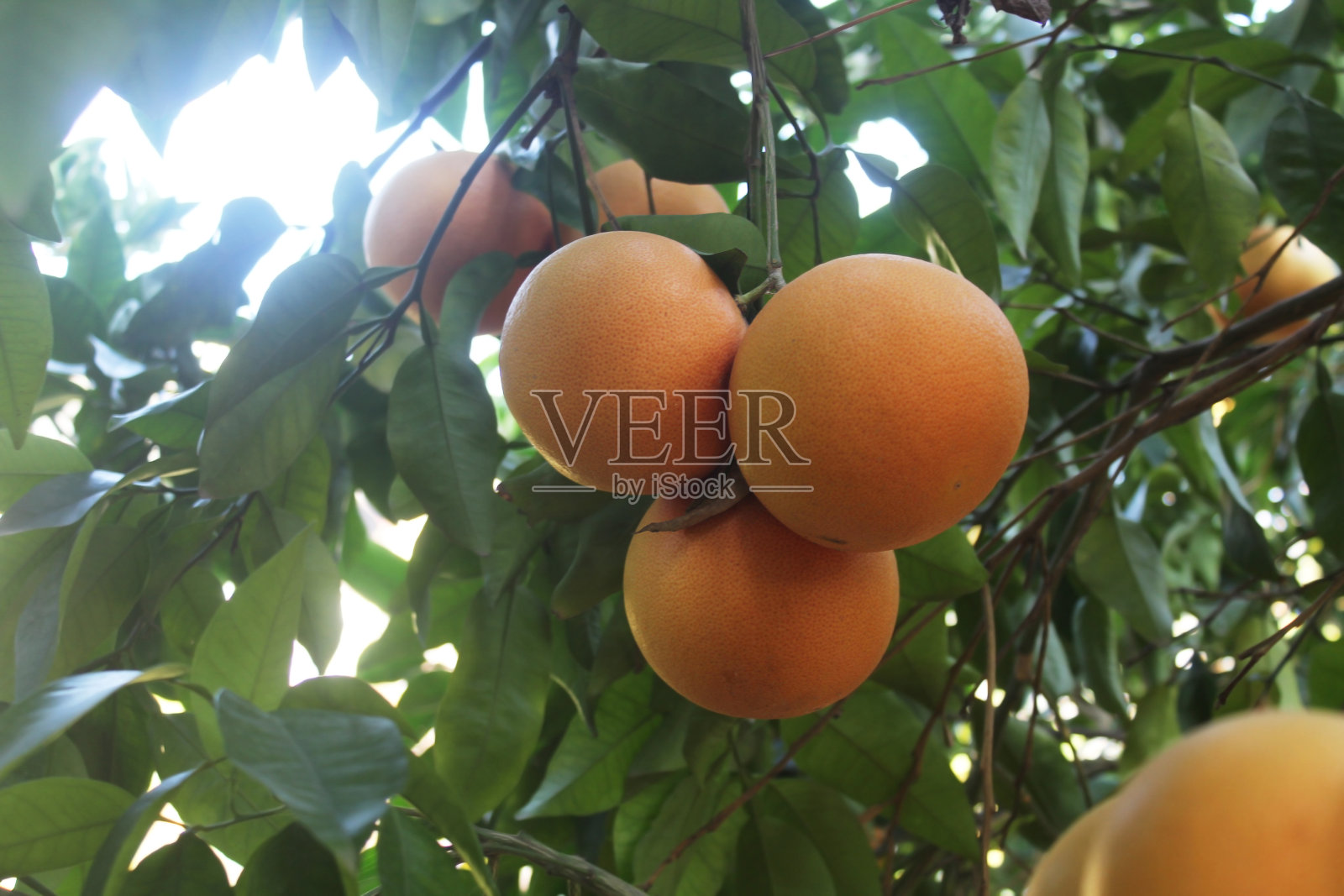 在果园树枝上的葡萄柚果实。柑橘概念概念。照片摄影图片