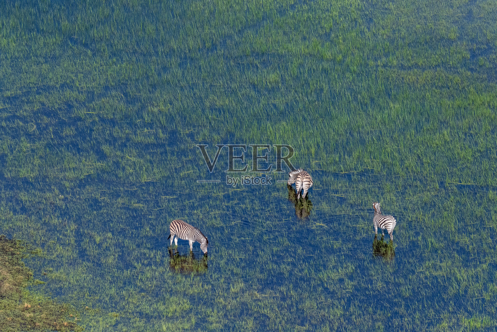 航拍的斑马在奥卡万戈三角洲吃草照片摄影图片