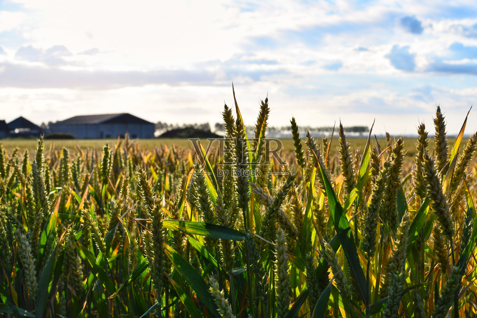 粮田日出照片摄影图片