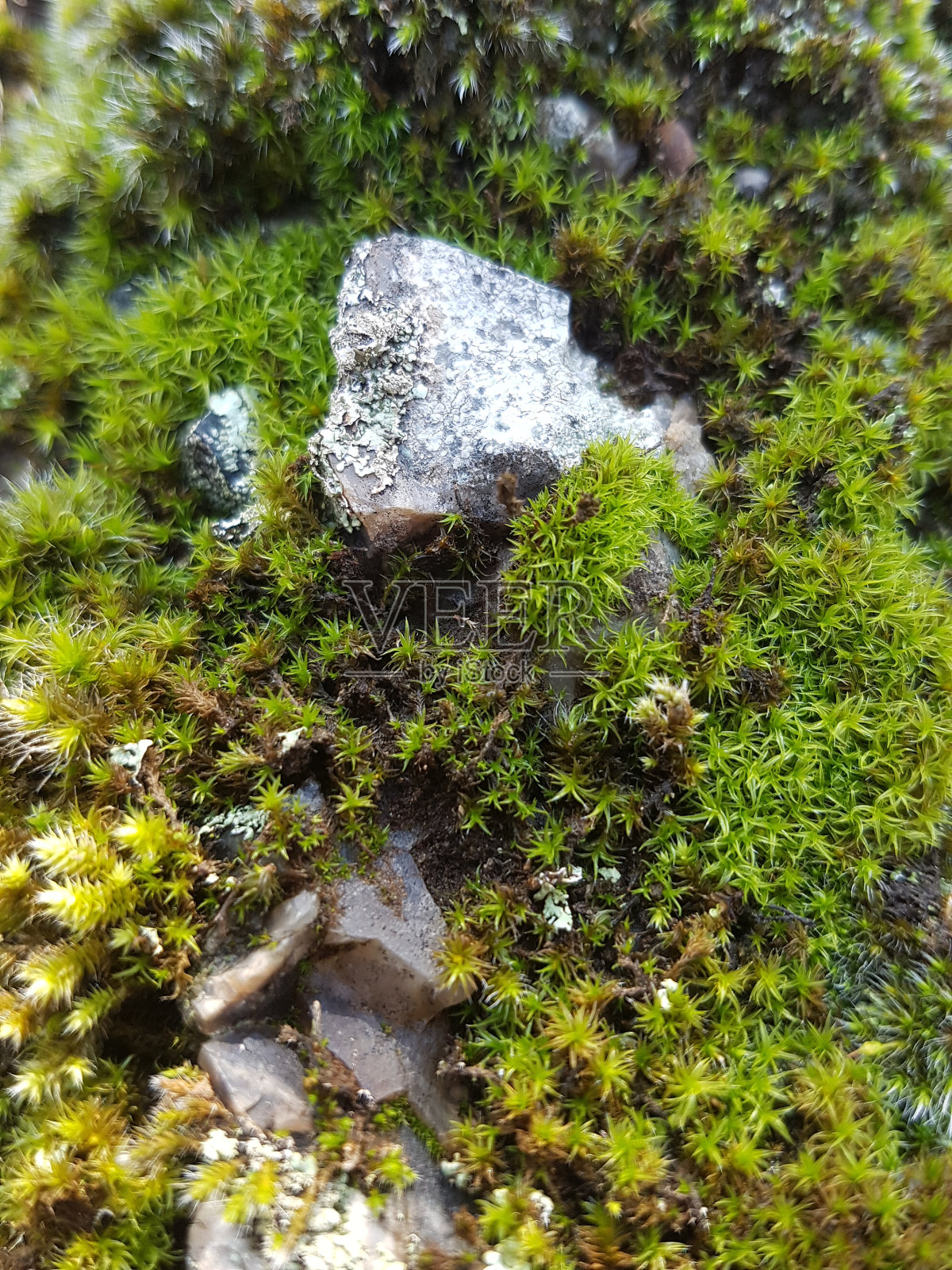 树干上的苔藓照片摄影图片
