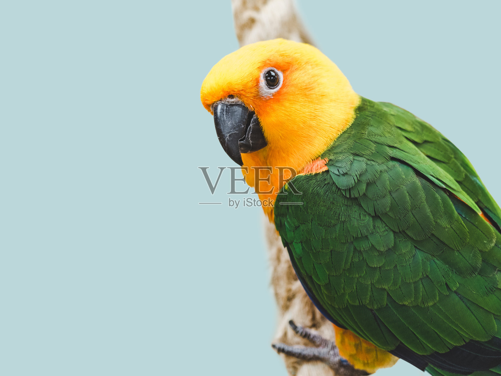 聪明可爱的鹦鹉坐在绳子上照片摄影图片