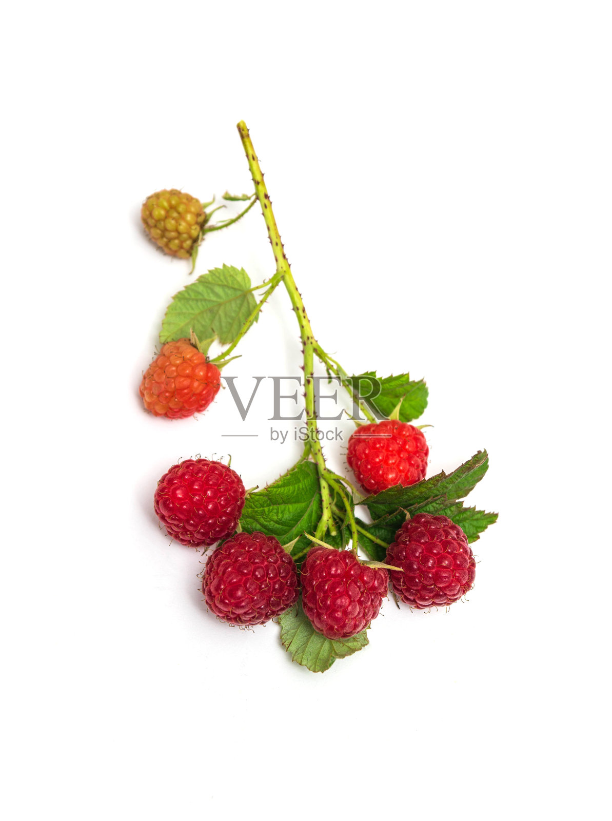 成熟的红覆盆子树枝大量的树莓，白色背景上有孤立的叶子照片摄影图片