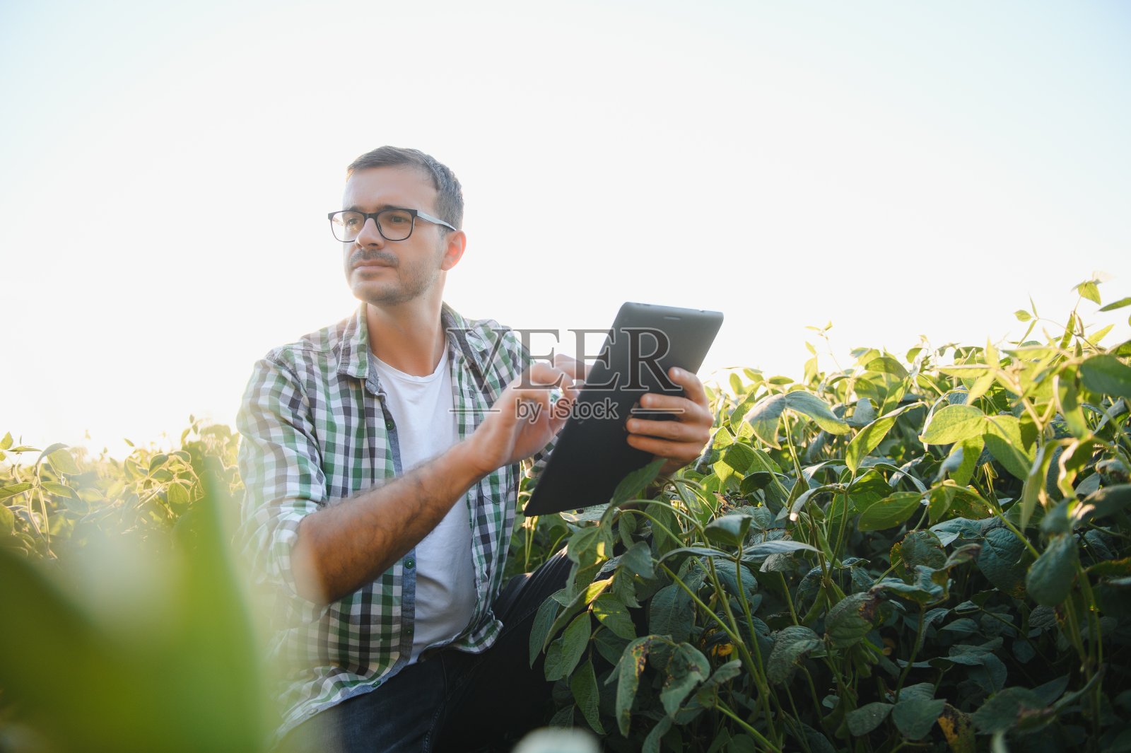 年轻的农学家在大豆地里检查收获前的作物。农业的概念。农业工程师站在大豆地里。照片摄影图片