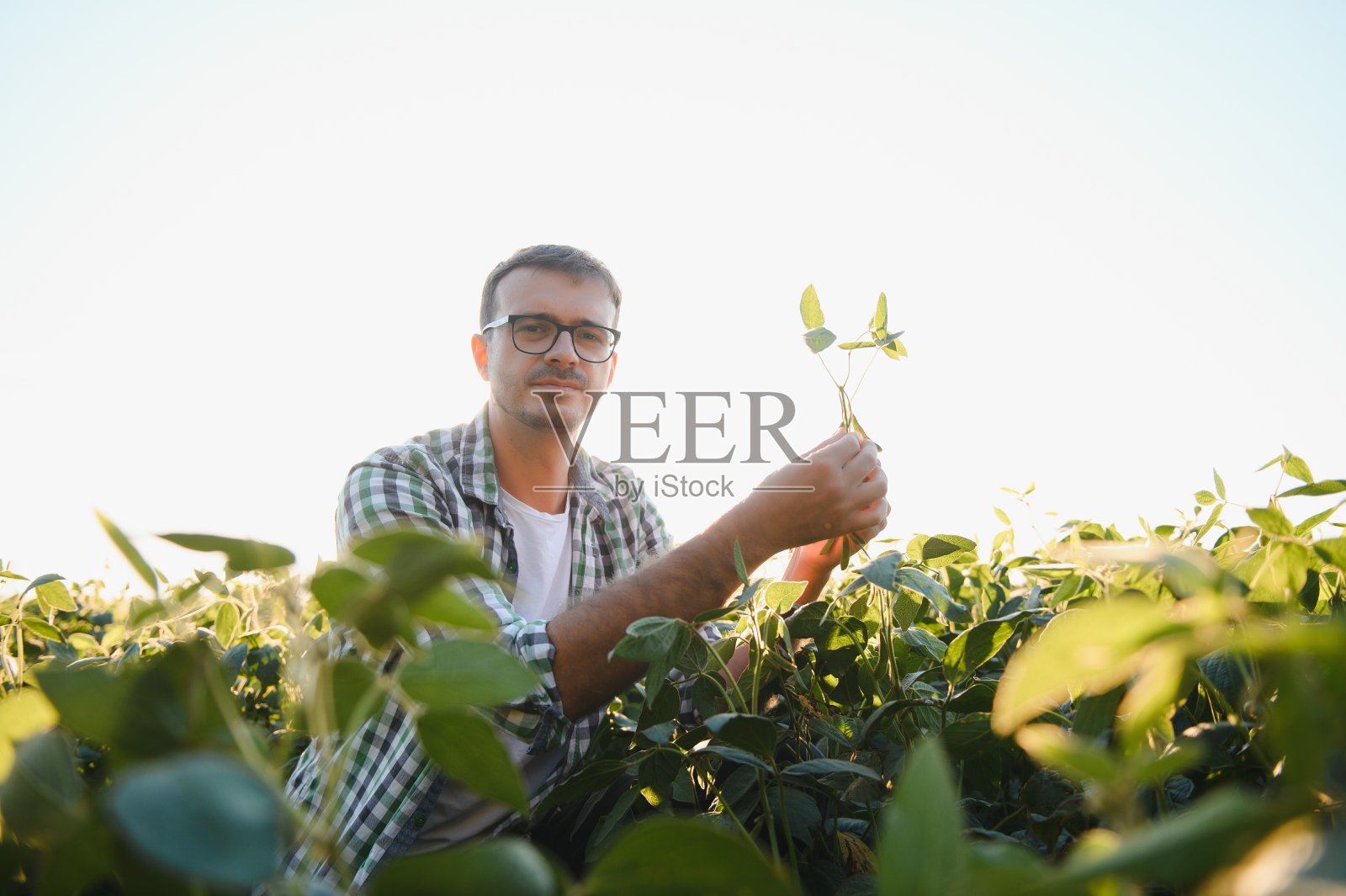 农学家或农民正在检查大豆田的作物。照片摄影图片