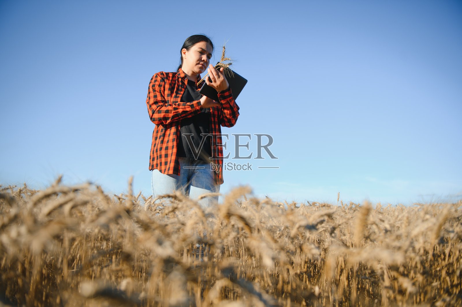 女农民农学家在谷物田里工作并计划收获收入。生产小麦作物的检验与质量控制。农业管理和农业综合企业照片摄影图片