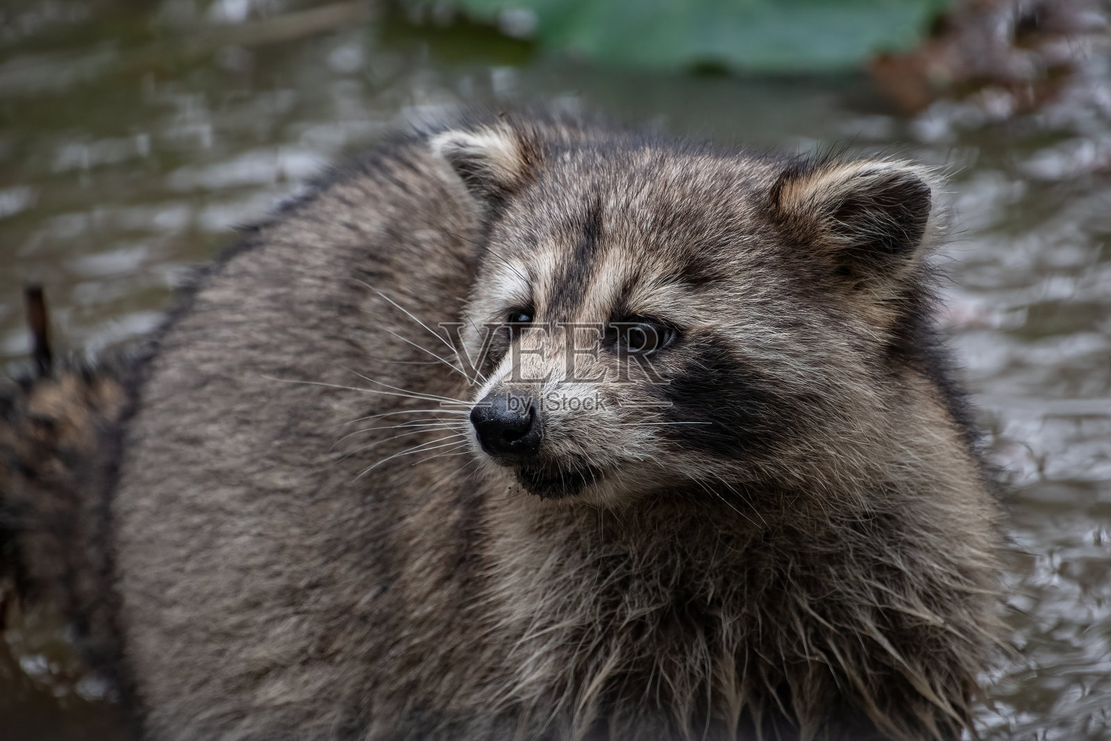 路易斯安那州沼泽里的浣熊。照片摄影图片