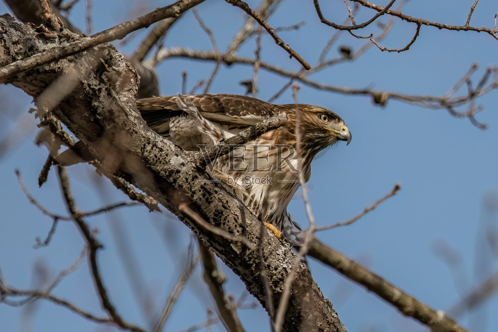 一只红尾鹰栖息在树枝上。照片摄影图片