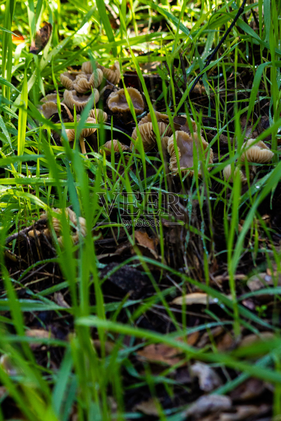 风暴后的蘑菇照片摄影图片