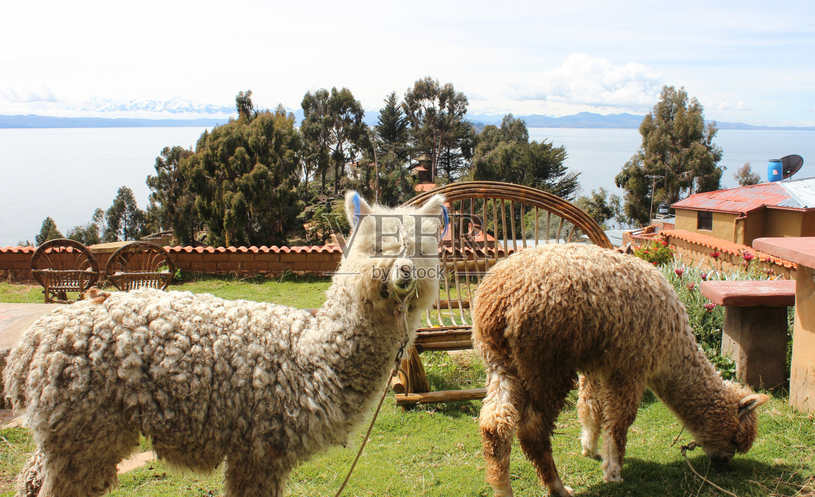 羊驼照片摄影图片