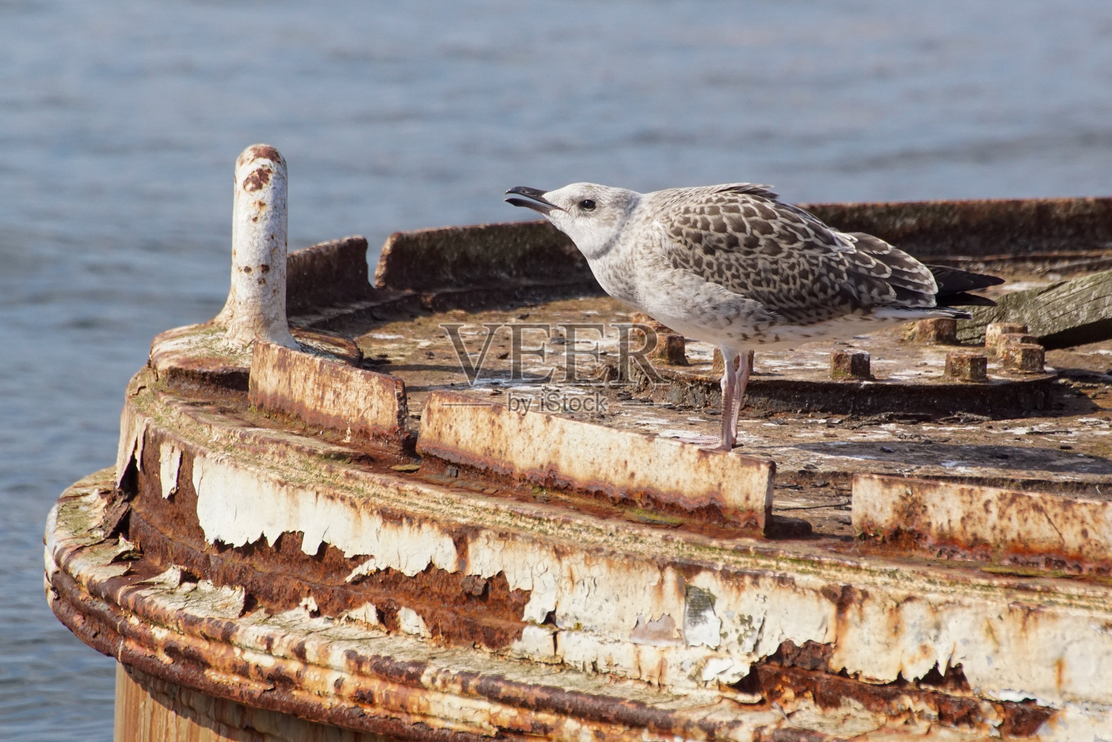 海中的海鸥栖息在金属结构上的特写照片摄影图片