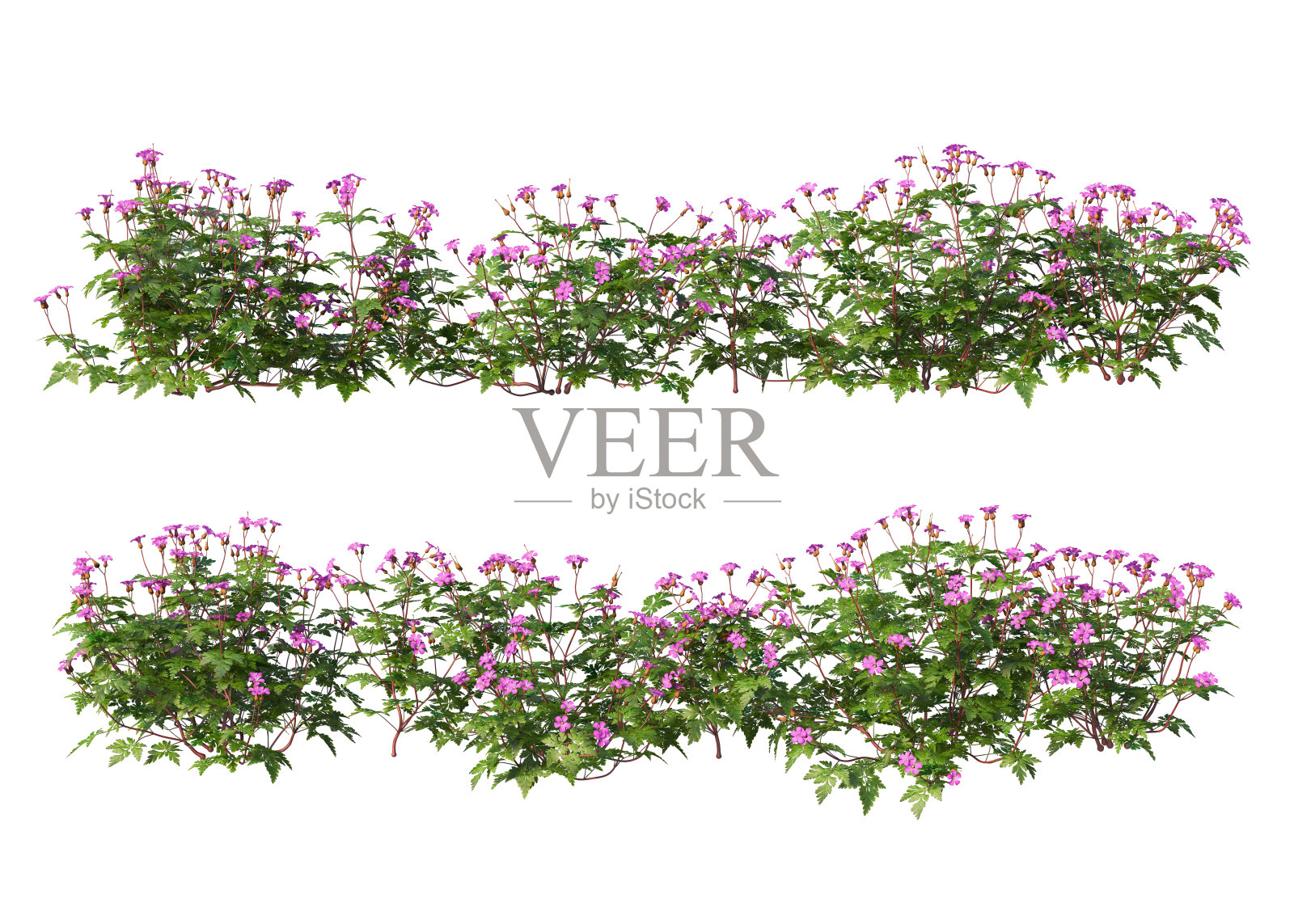 在白色背景上渲染灌木和花朵照片摄影图片