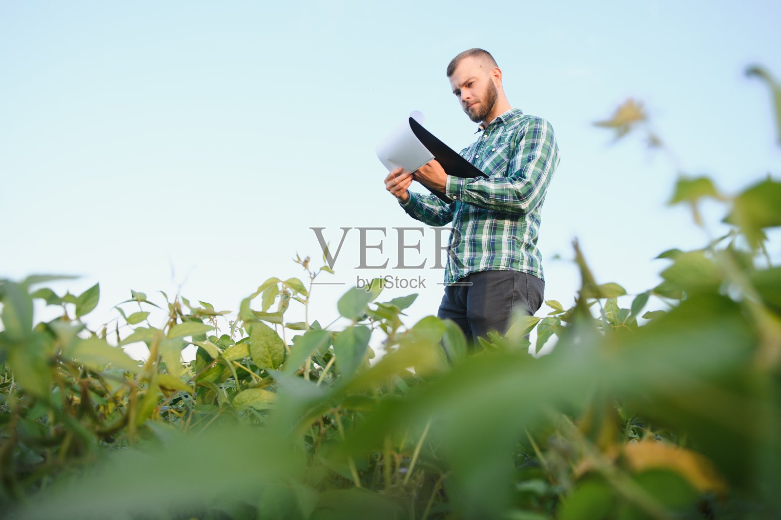 农学家正在检查农田里生长的大豆作物。农业生产理念。夏季，年轻的农学家在田间检查大豆作物。大豆田里的农民照片摄影图片