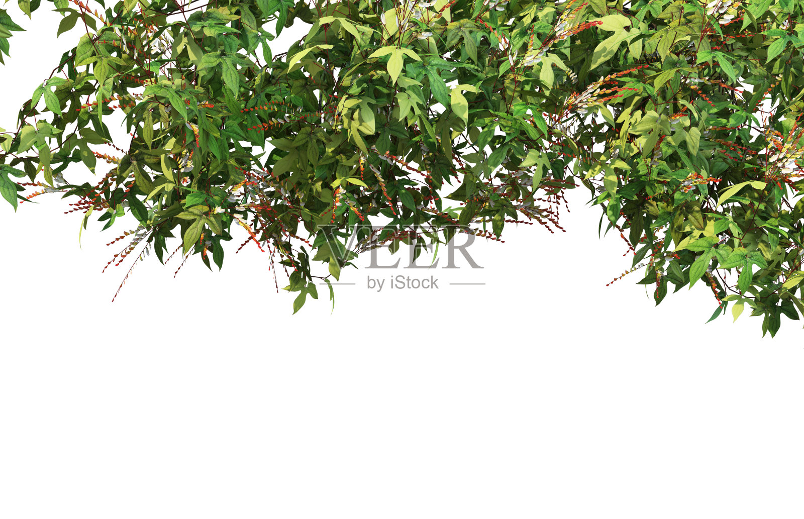 三维渲染常春藤的白色背景照片摄影图片
