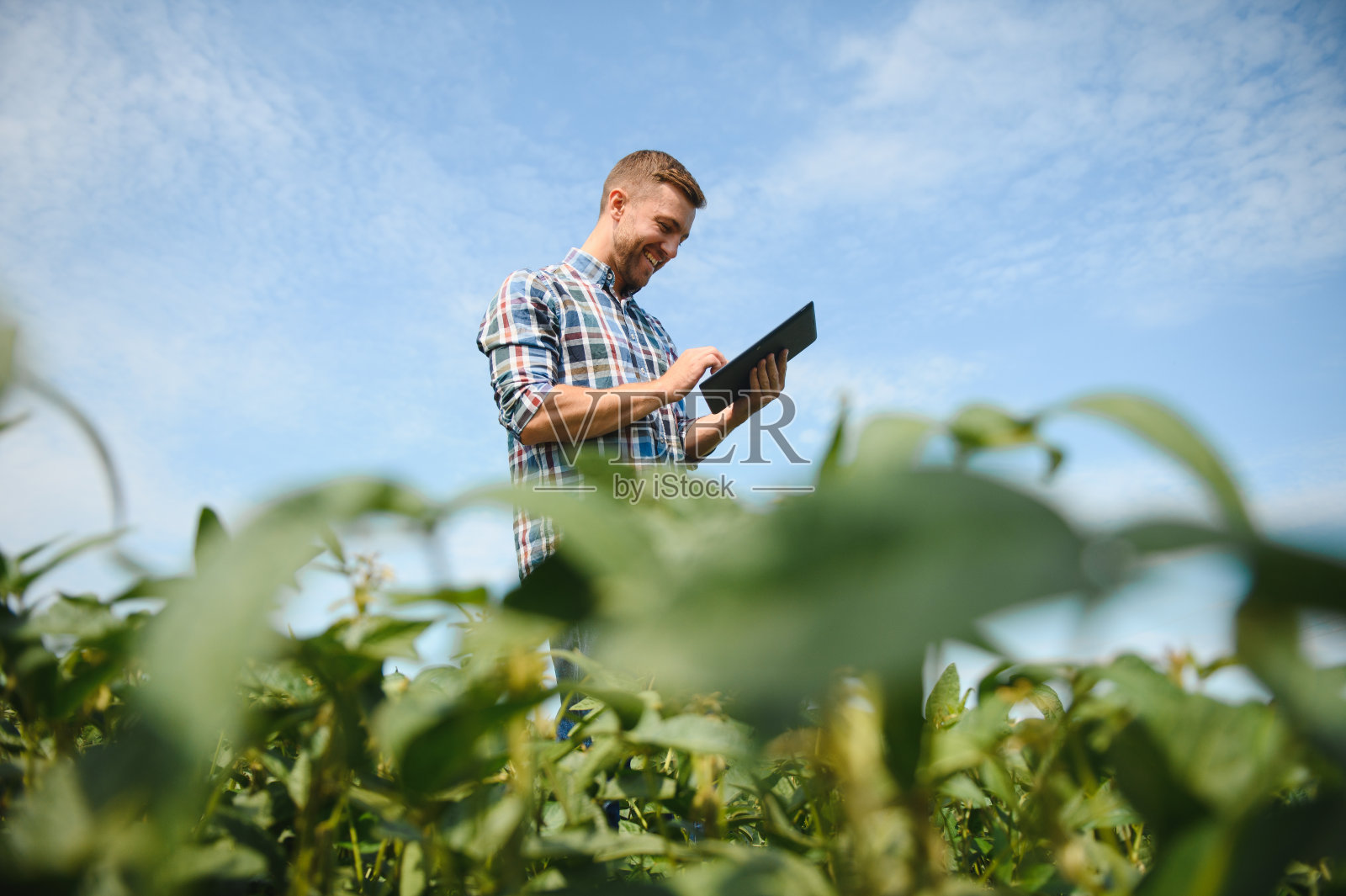 农民农学家在大豆田检查作物。有机食品生产与种植照片摄影图片