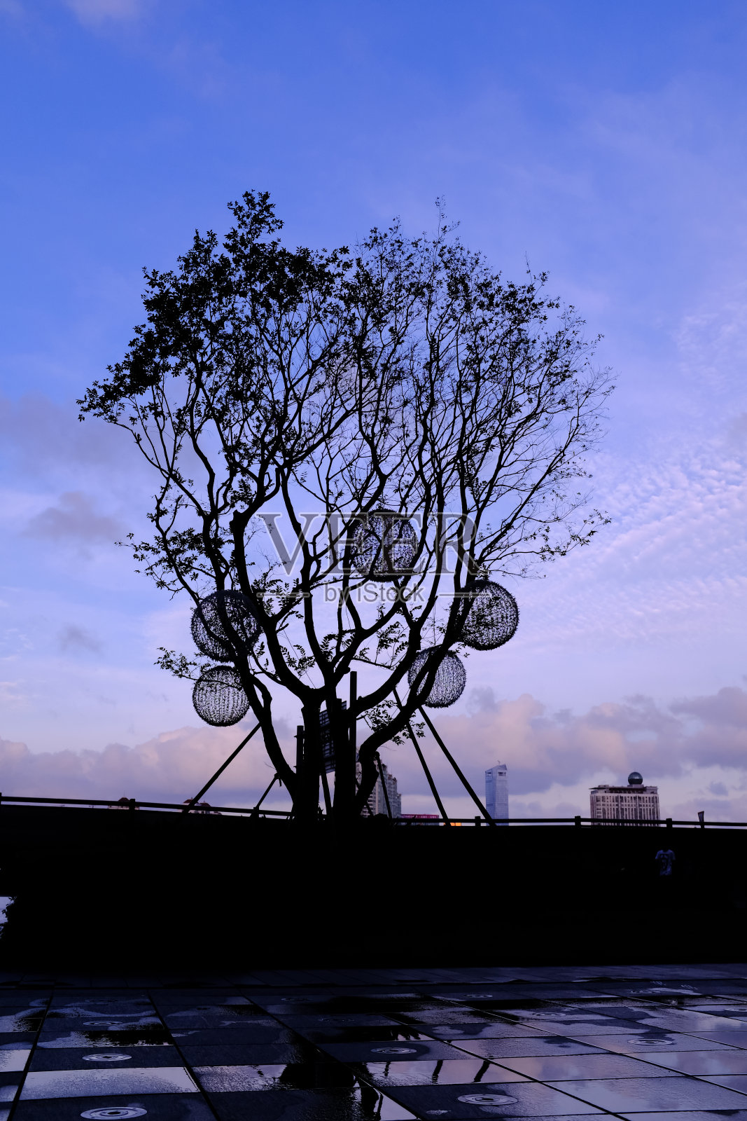 一棵装饰性的树在多云的蓝色天空下照片摄影图片