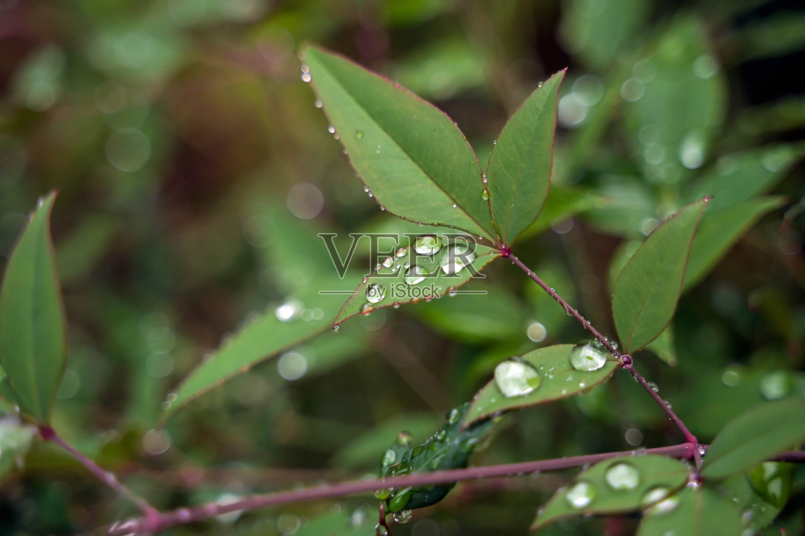 雨季绿叶上的雨滴照片摄影图片