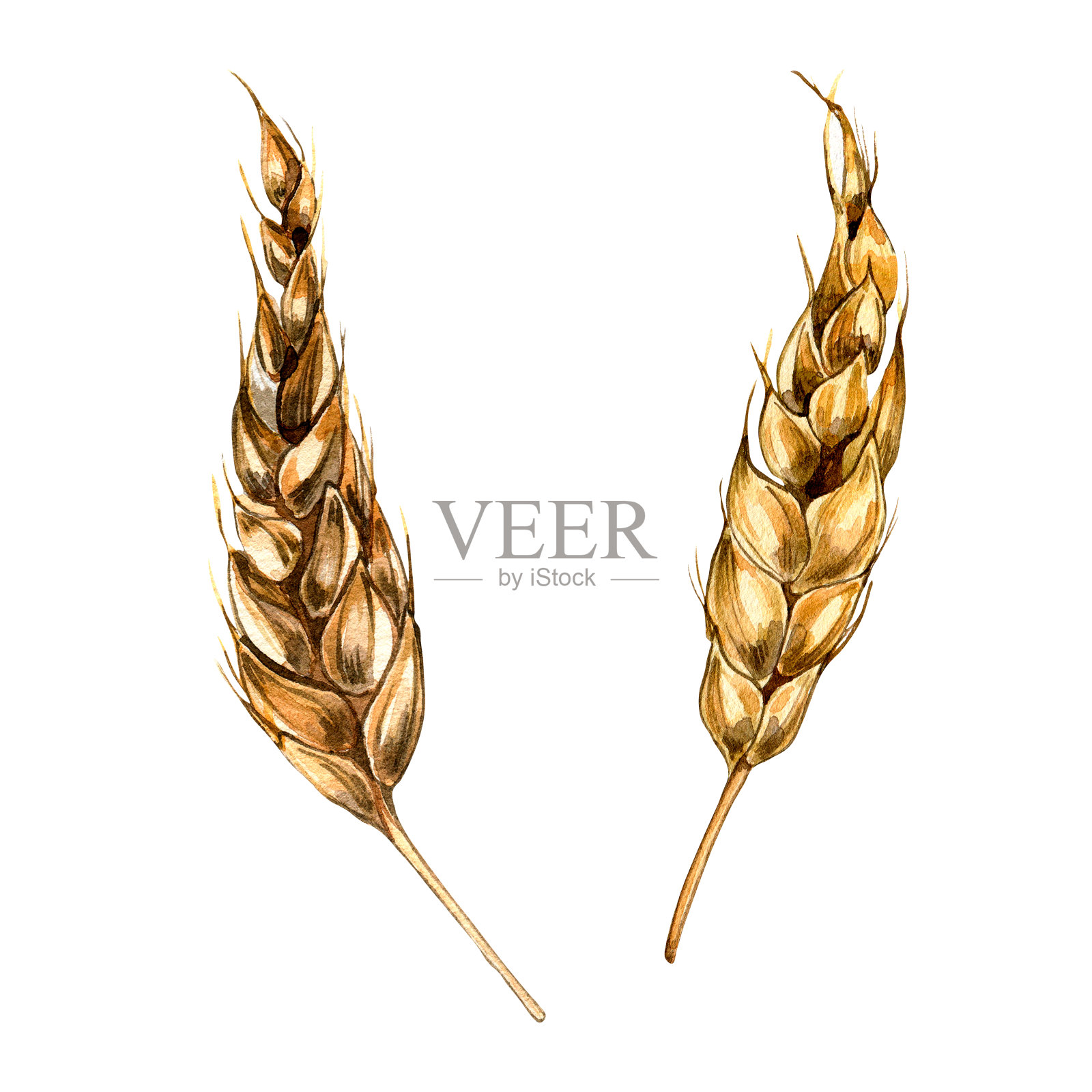 小麦穗水彩画孤立的白色背景。插画图片素材