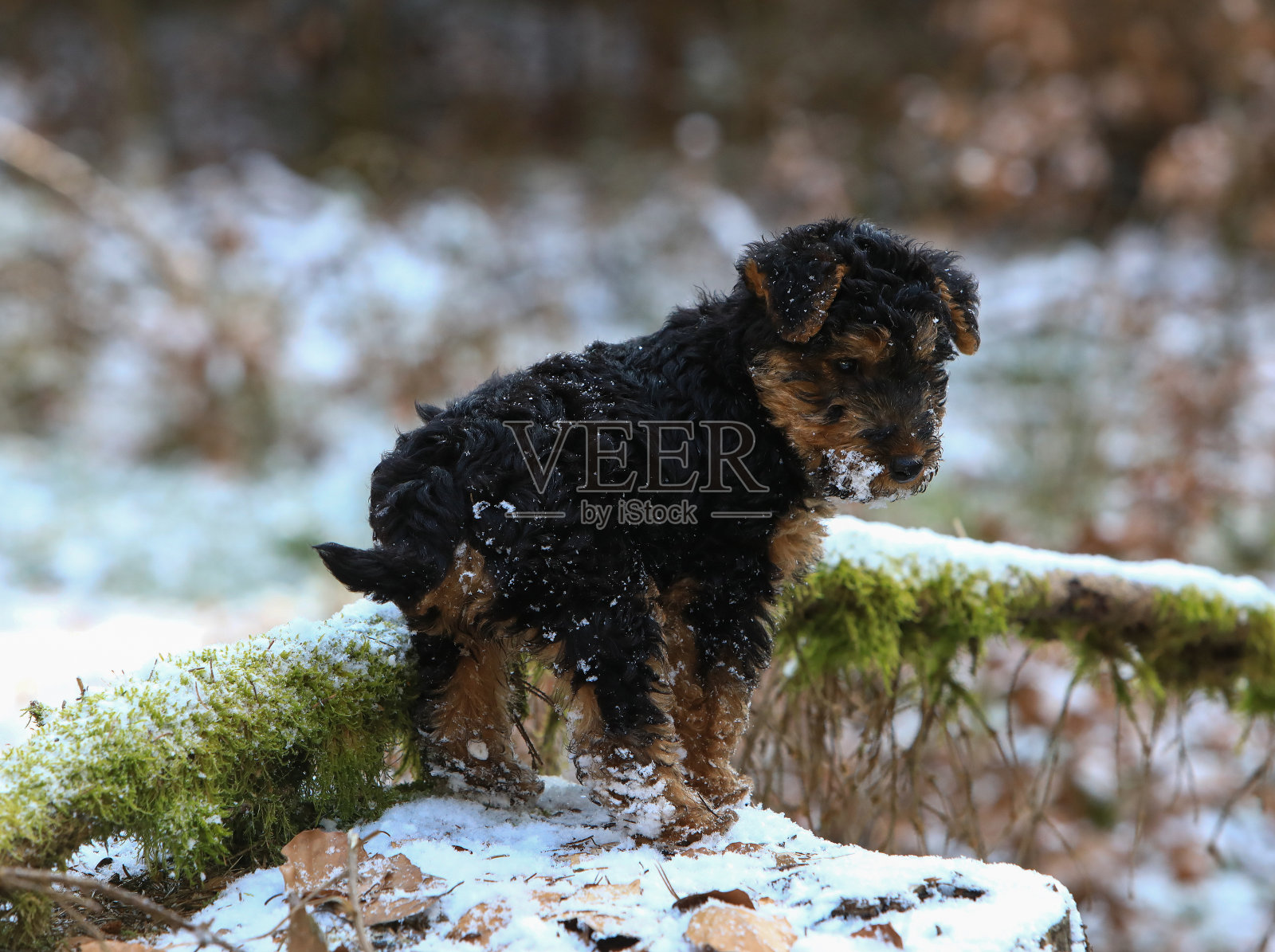 冬天，威尔士猎犬在森林里打猎照片摄影图片