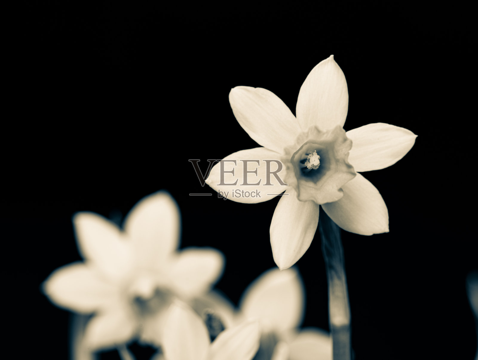 水仙花特写照片摄影图片