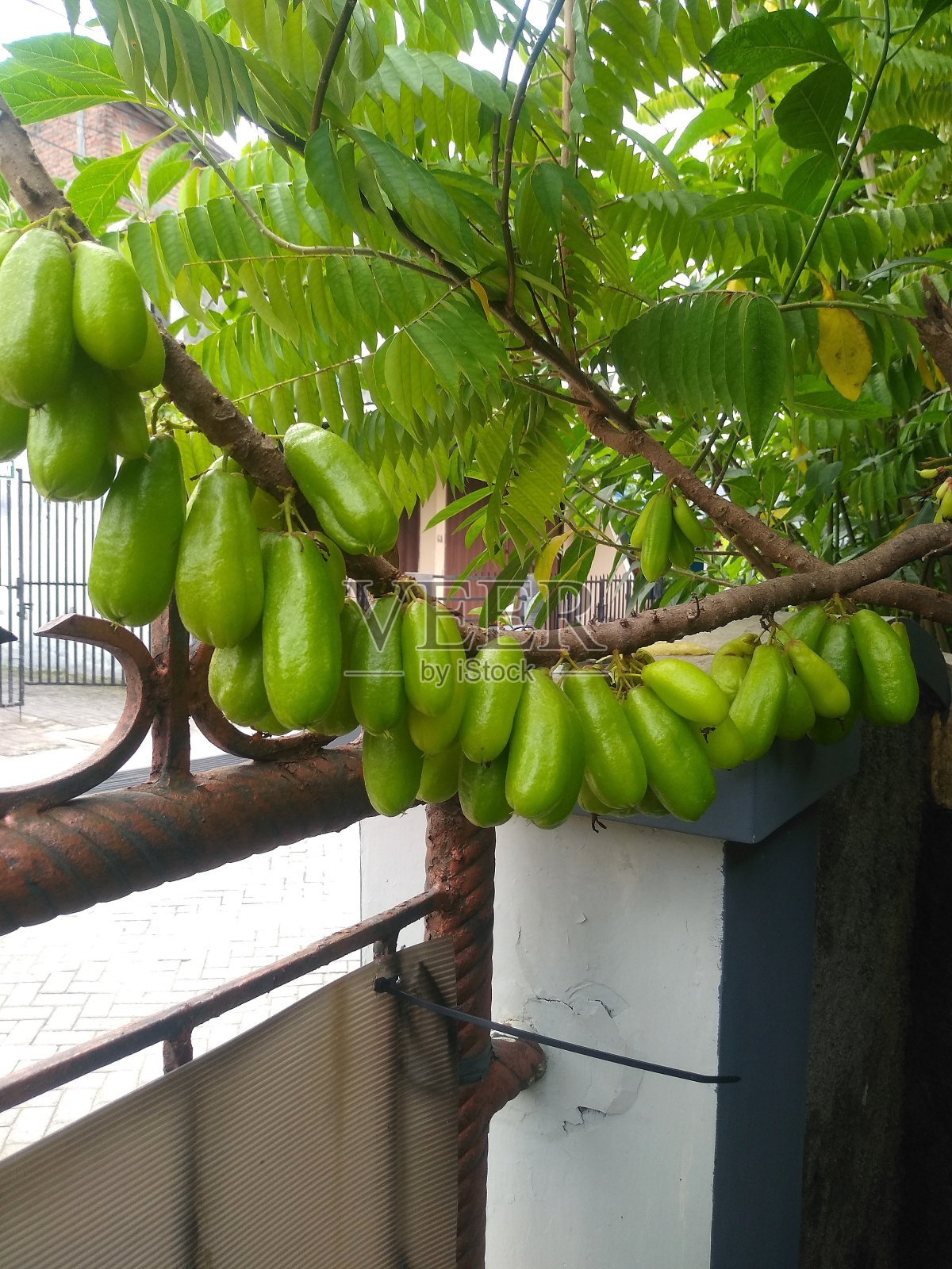 小百合(阿威罗)照片摄影图片