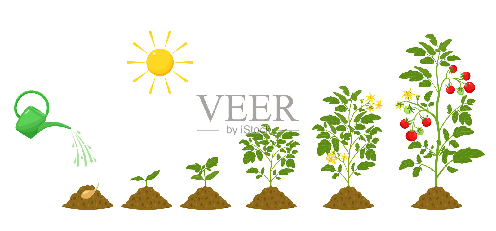 番茄的生长阶段。农业中植物萌发的灌溉和条件。植物信息图表。插画图片素材