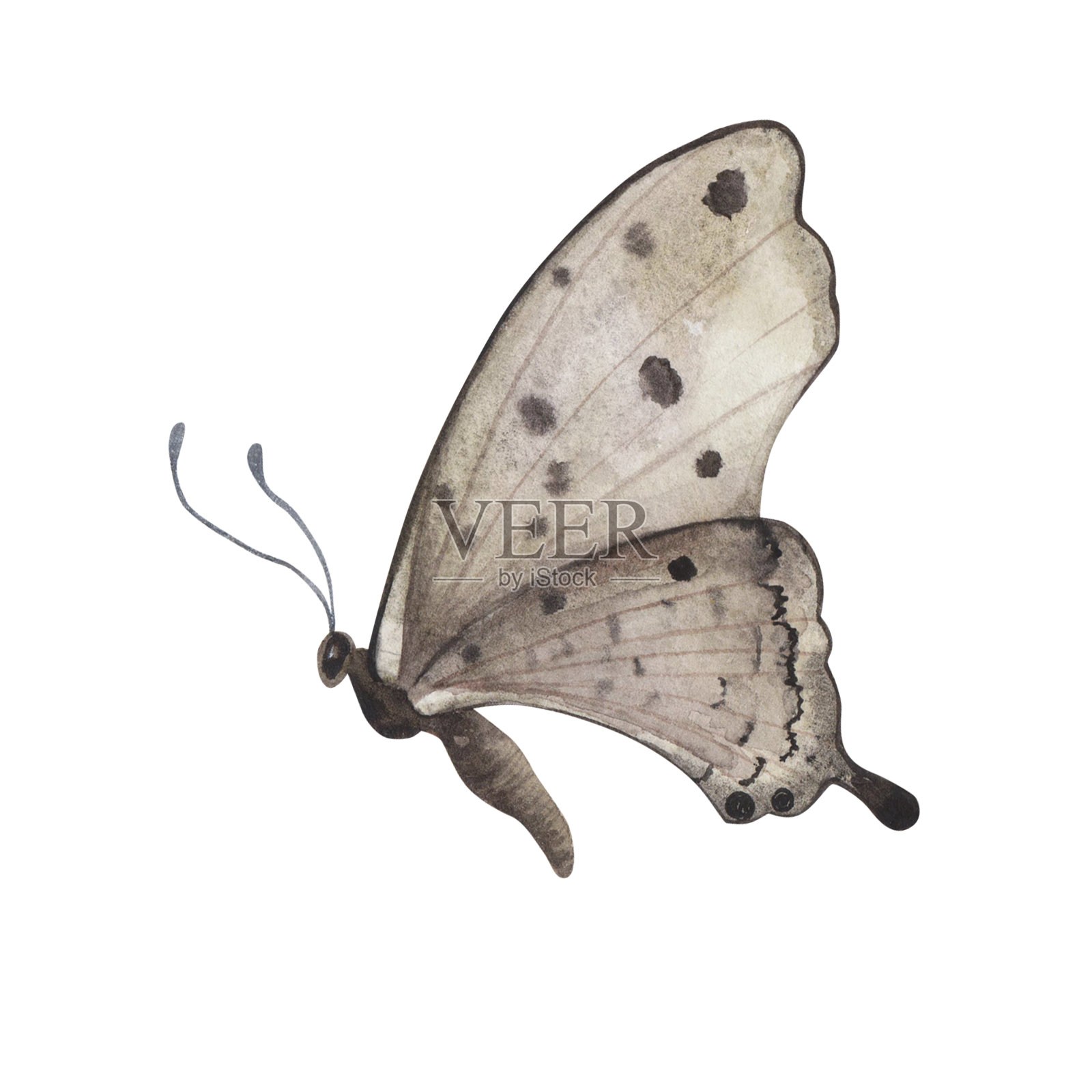 棕色蝴蝶，翅膀细密。水彩手绘写实昆虫画册设计插画图片素材