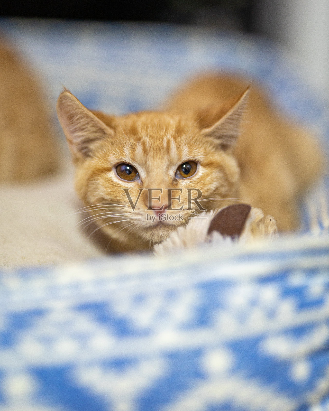 在纽约比肯的豆子汽车咖啡馆里的一只猫的垂直镜头照片摄影图片
