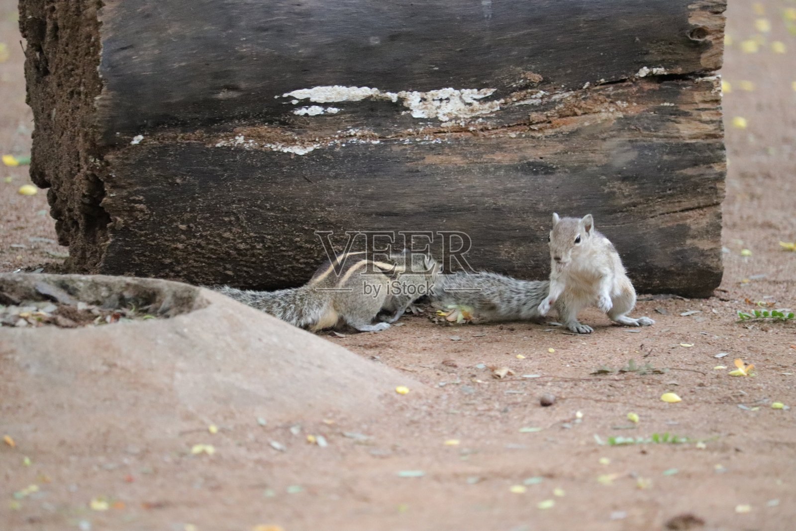 印度棕松鼠或三条纹棕松鼠。照片摄影图片
