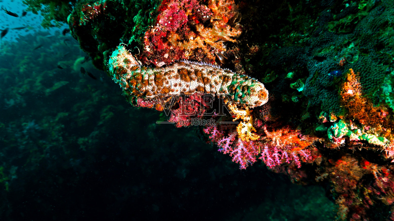 在珊瑚礁的海参水下照片照片摄影图片