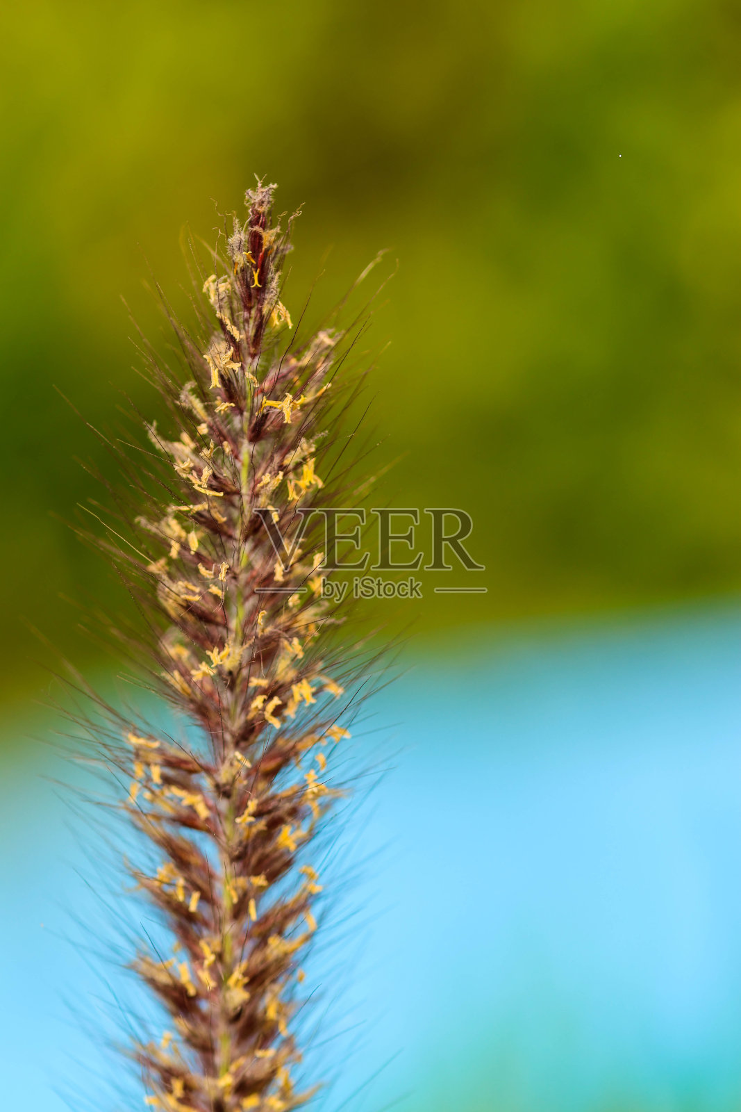 耳朵照片摄影图片