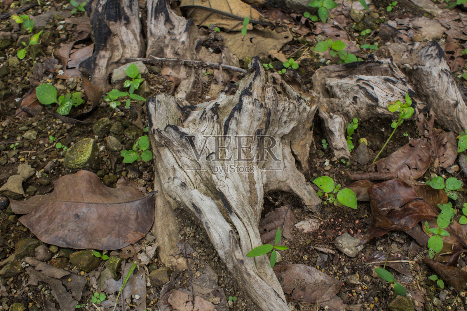 这些木痕似乎是被白蚁啃过的照片摄影图片