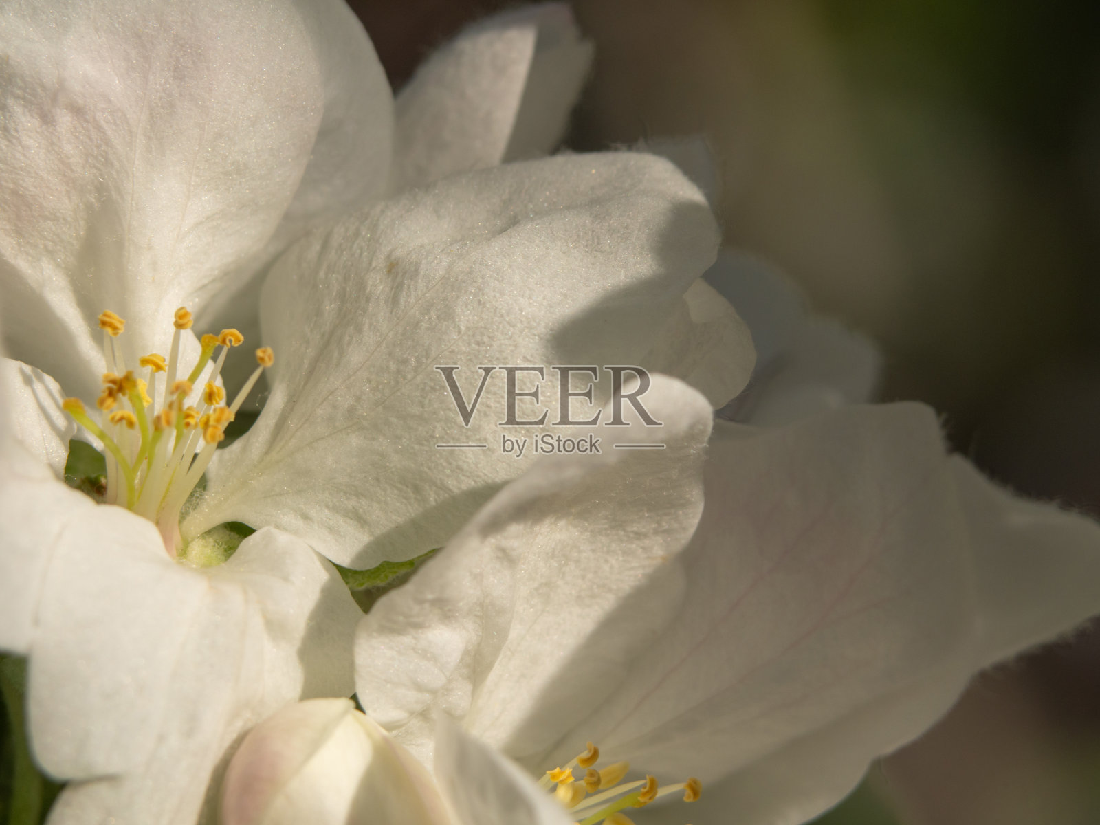 自然背景美丽娇嫩的白色苹果花盛开在春天的花园里照片摄影图片