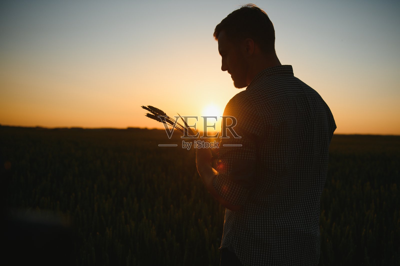 农民在麦田检查新作物的质量特写。农业工人手里拿着金黄色的小穗，评估它们的成熟程度。收获的概念照片摄影图片