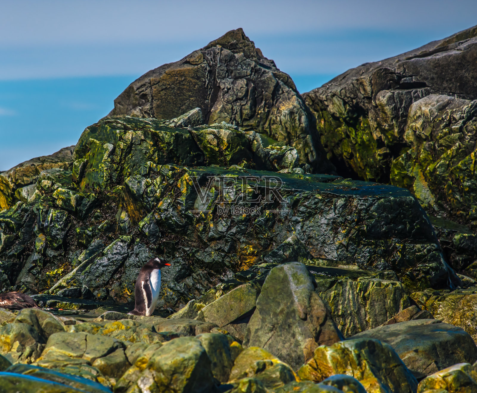 企鹅在岩石上照片摄影图片