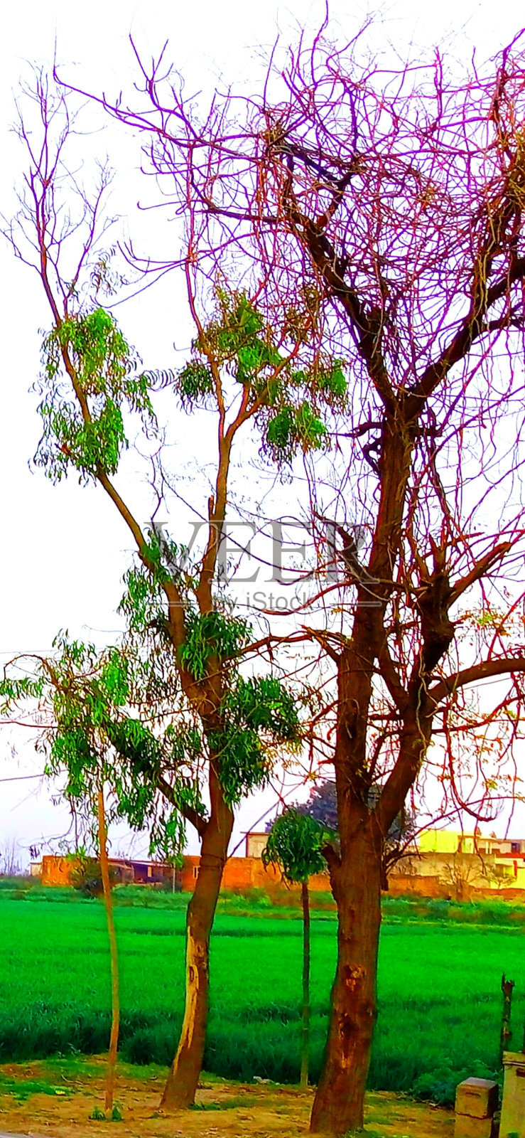 自然照片一照片摄影图片