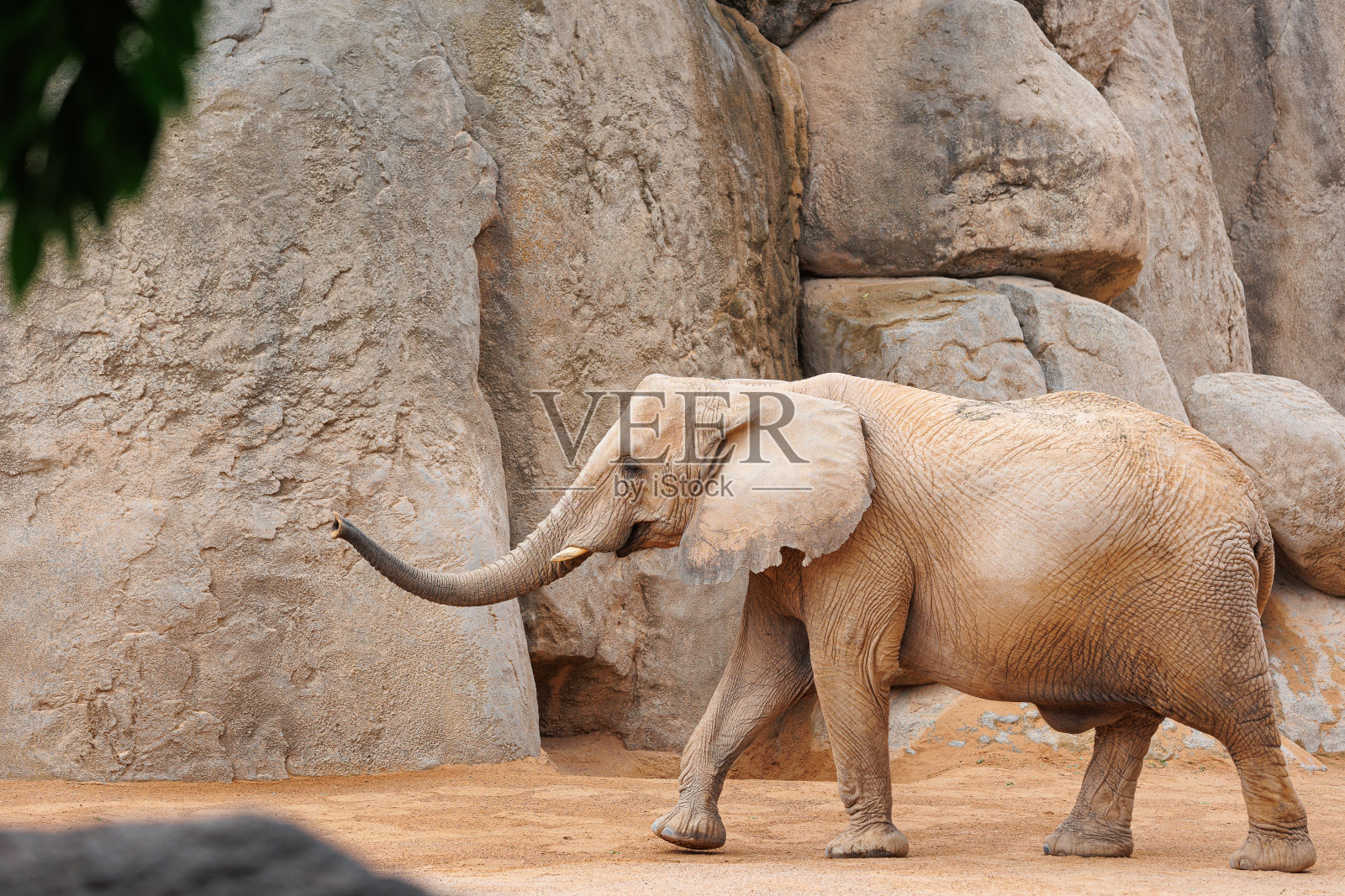 大象在它的自然环境在一个阳光灿烂的日子照片摄影图片