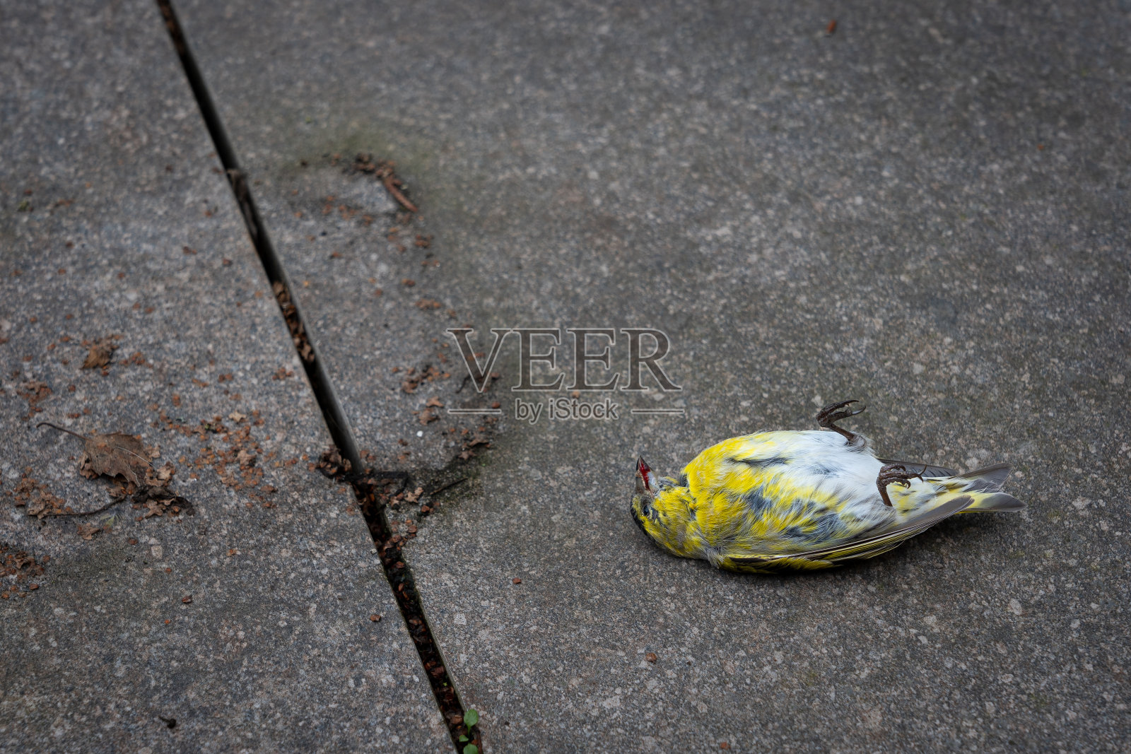 一只年轻的死绿翅雀在撞到玻璃后仰卧在地上。照片摄影图片