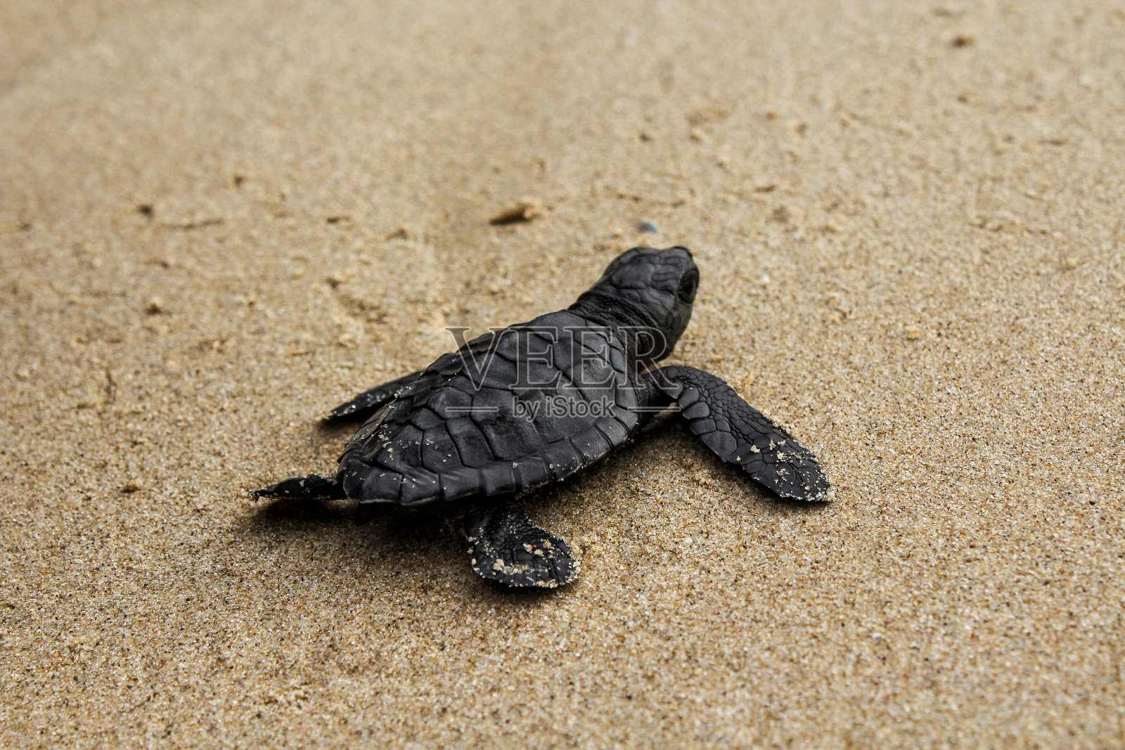 乌龟释放照片摄影图片