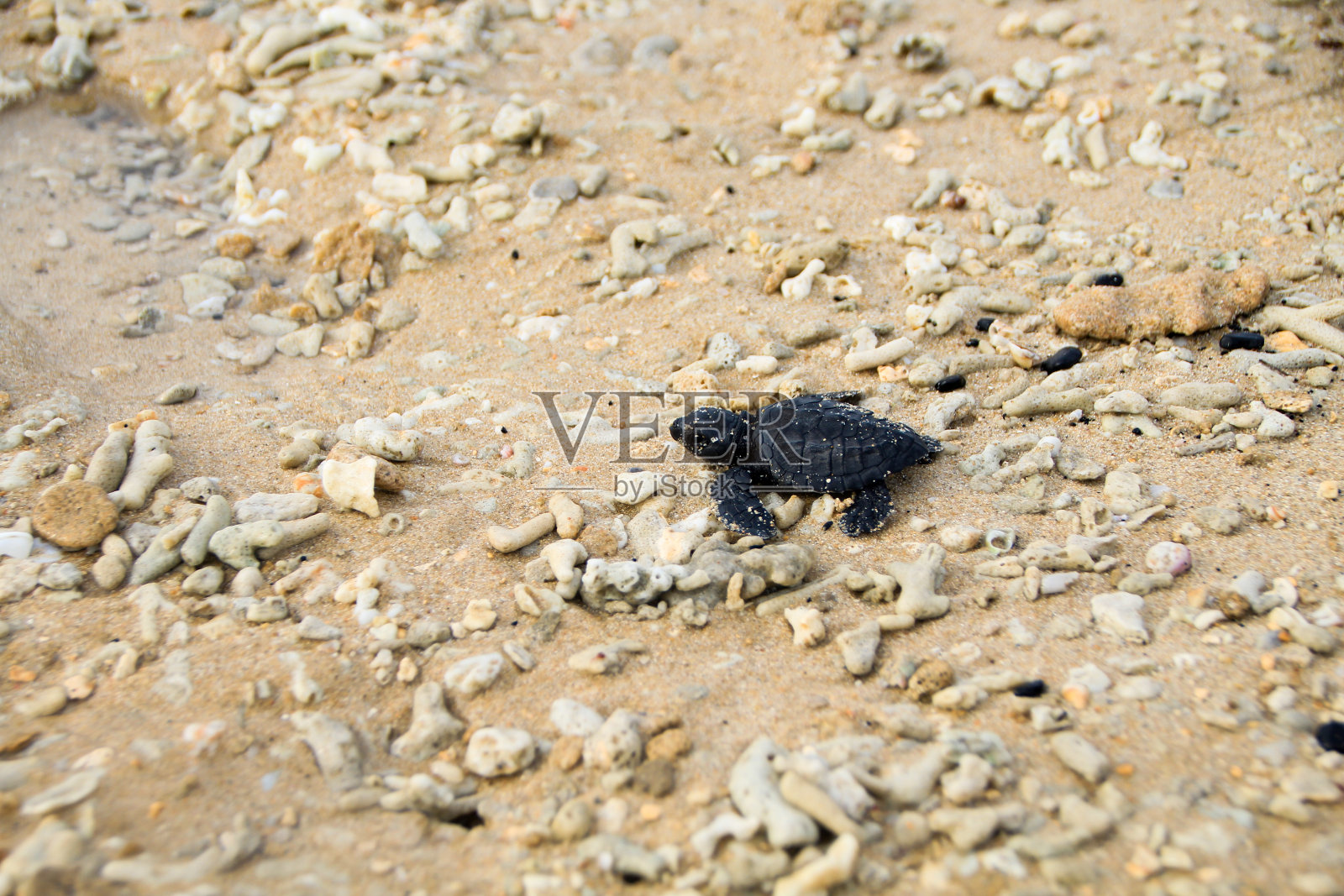 乌龟释放照片摄影图片