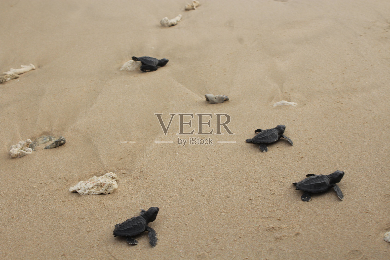 乌龟释放照片摄影图片