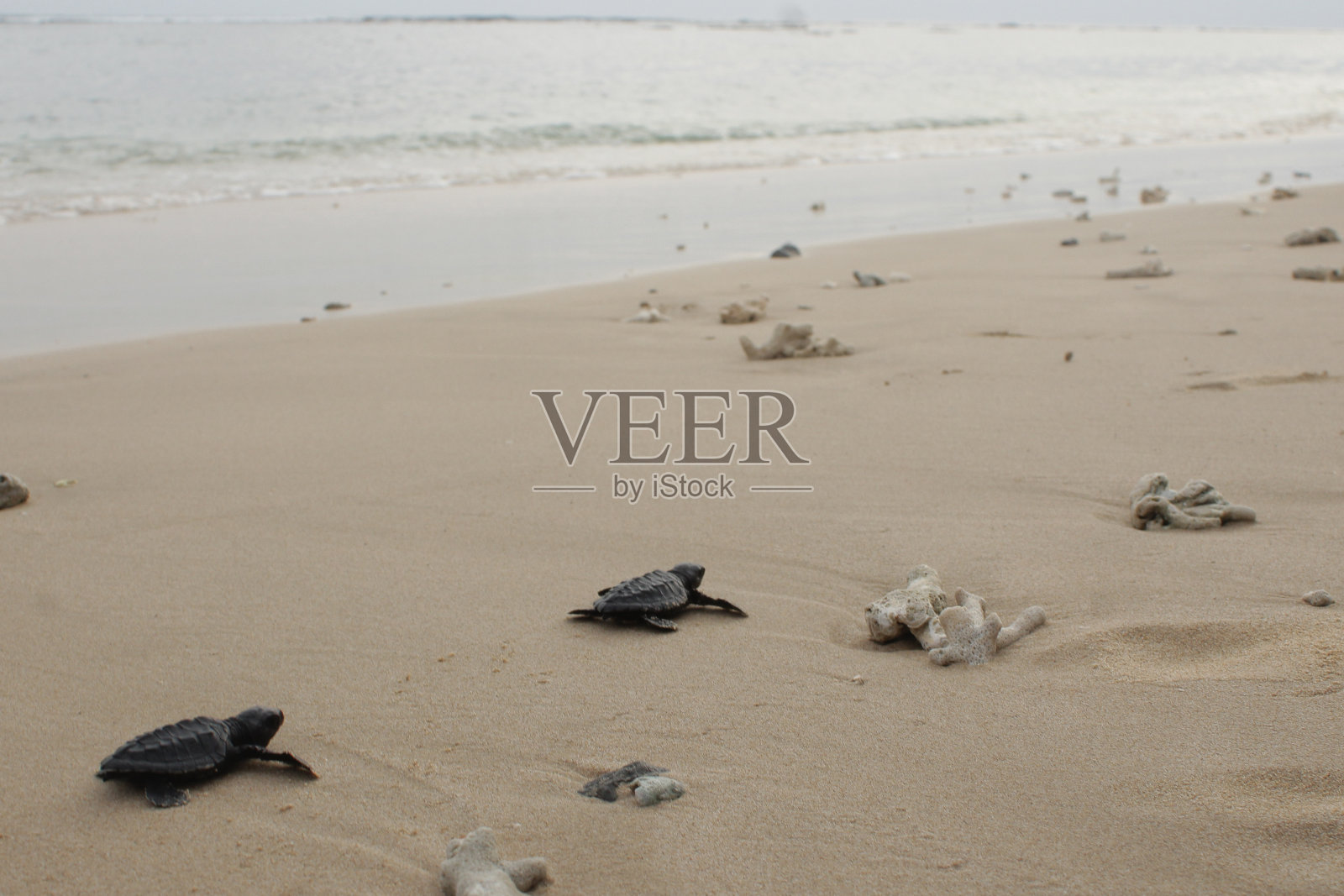 乌龟释放照片摄影图片