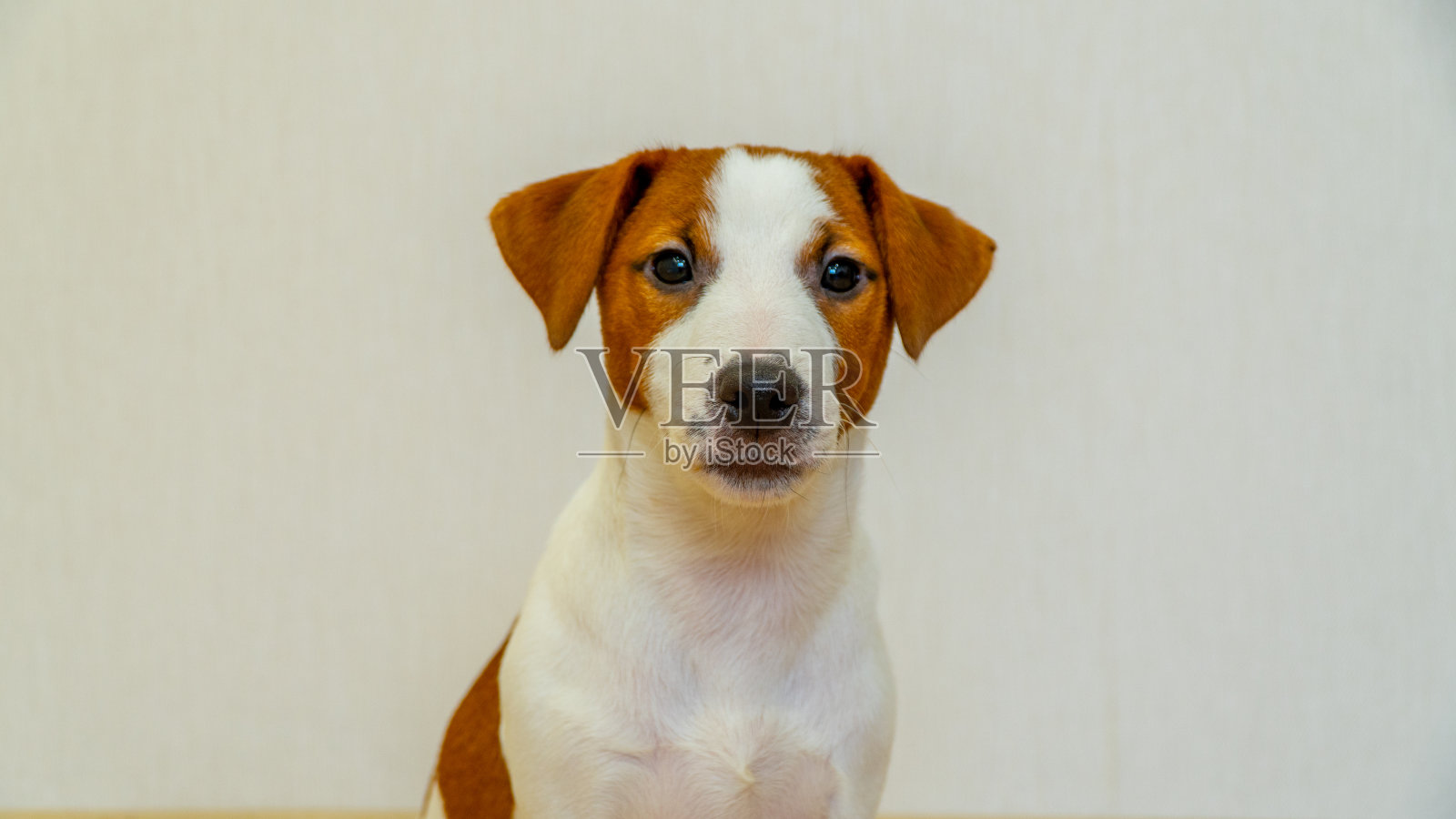 杰克罗素梗小狗躺在木地板上，看着画框。照片摄影图片