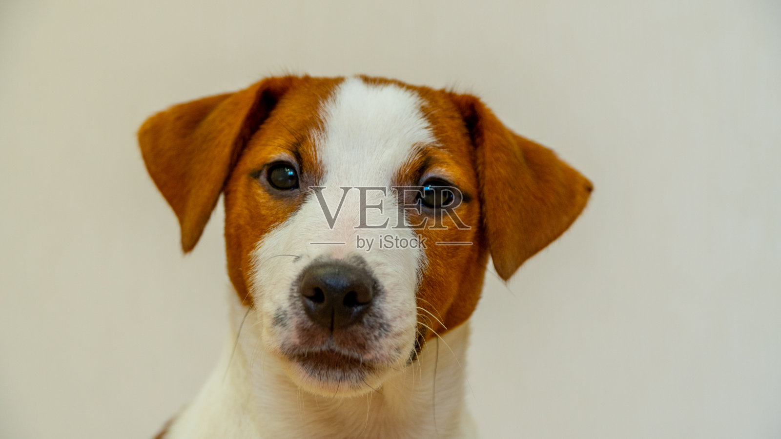 杰克罗素梗小狗躺在木地板上，看着画框。照片摄影图片