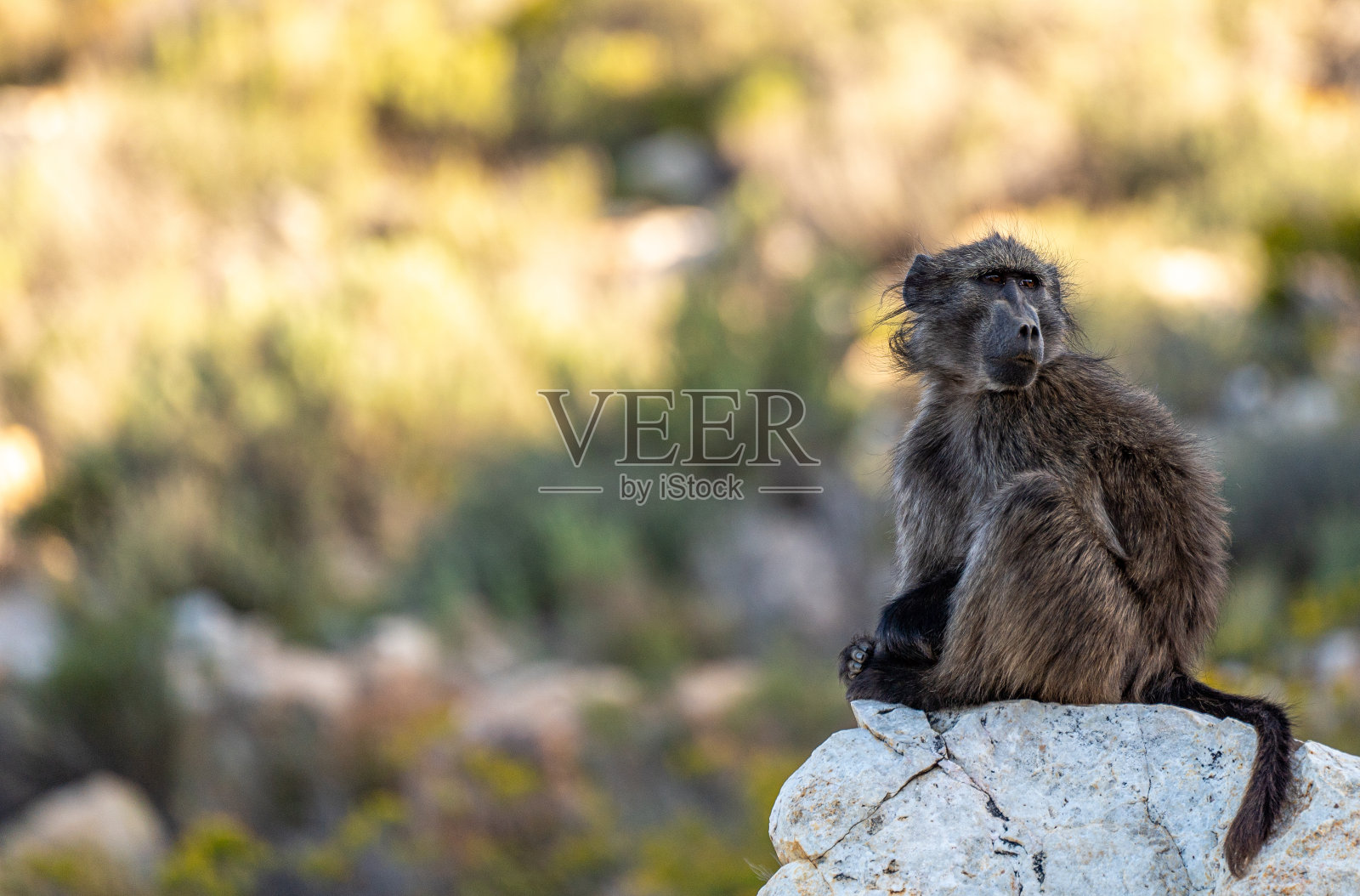 在美丽的南非，一群野生查马狒狒在夏天的巨石上放松照片摄影图片
