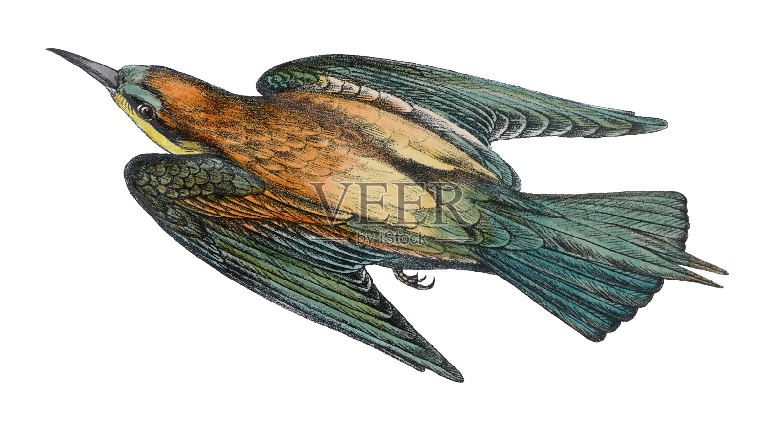 欧洲食蜂鸟(Merops apiaster) -白色背景上孤立的老式彩色插图插画图片素材