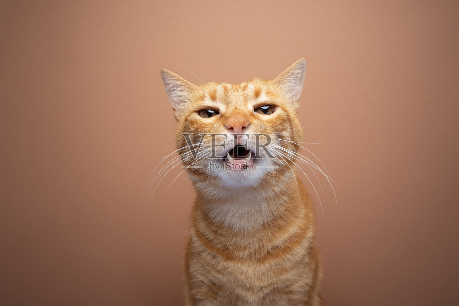 黄橙相间的虎斑猫直直地盯着镜头照片摄影图片