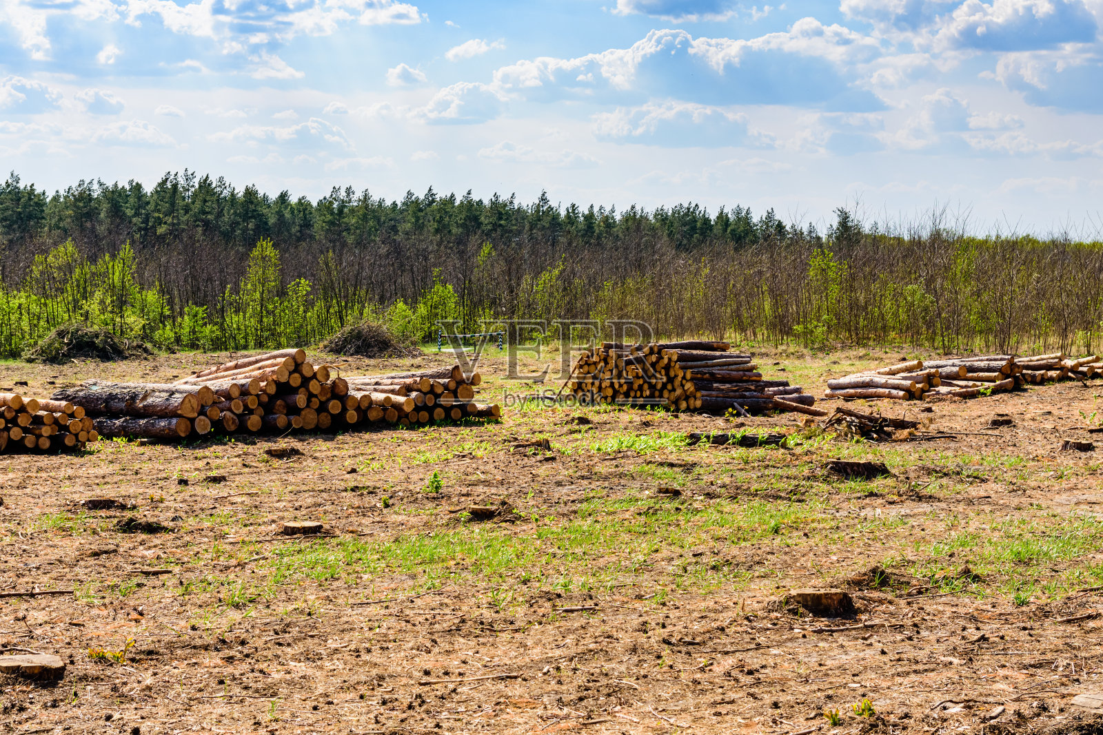 堆积在森林里的松木。森林砍伐。木材存储照片摄影图片