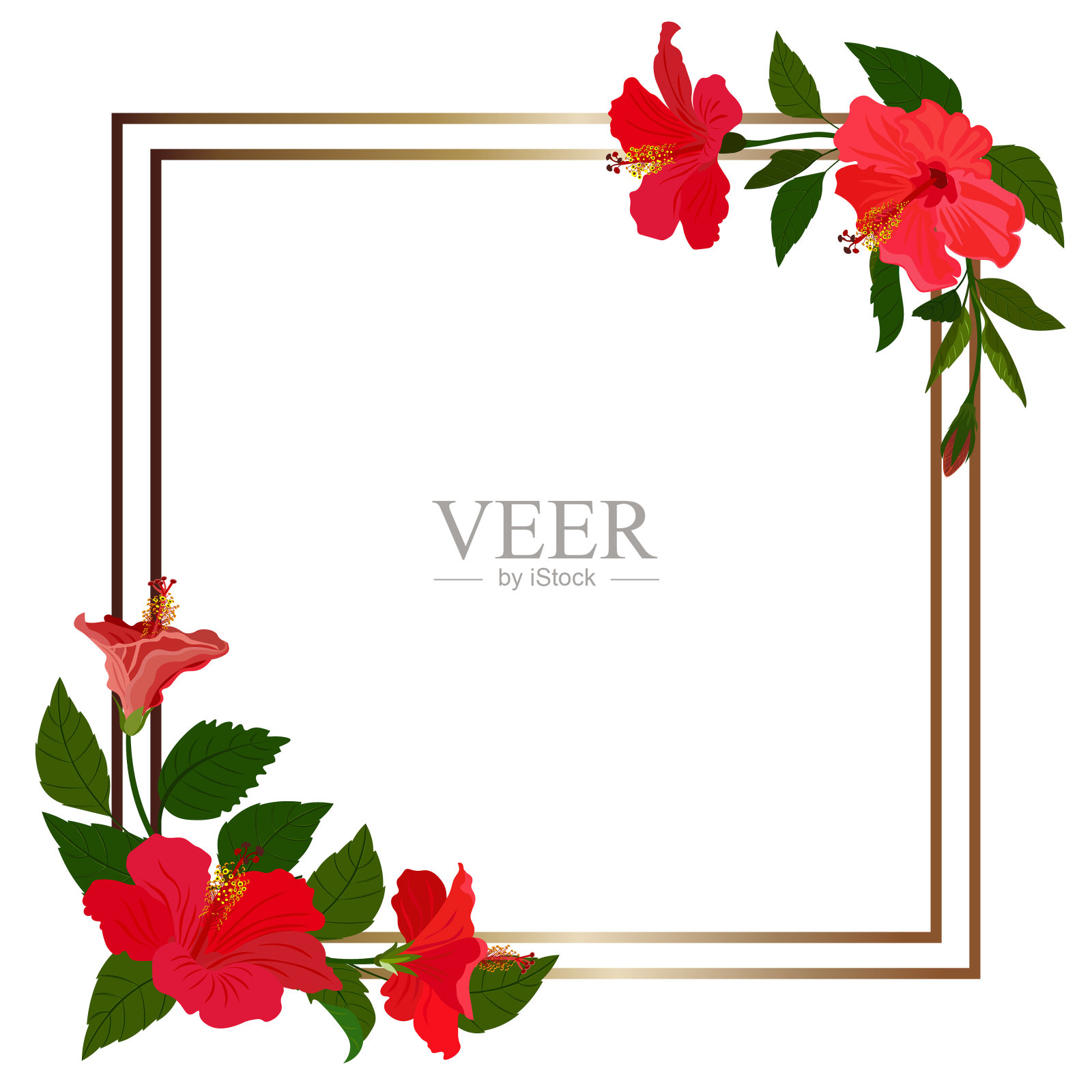 芙蓉花，金色框，白色底色。插画图片素材
