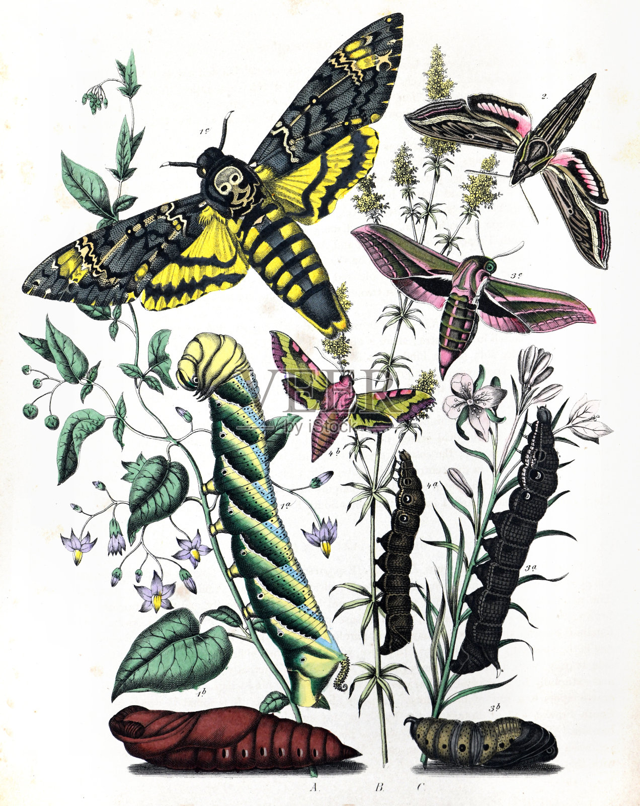 植物蝴蝶复古异域蝴蝶植物海报鳞翅目昆虫插画蝴蝶图案海报插画图片素材